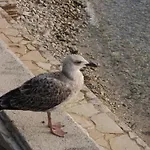 Hébergement de vacances Lavanda 1 By Interhome