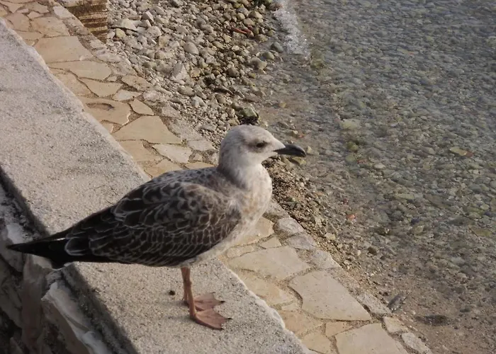 Feriehus Lavanda 1 By Interhome